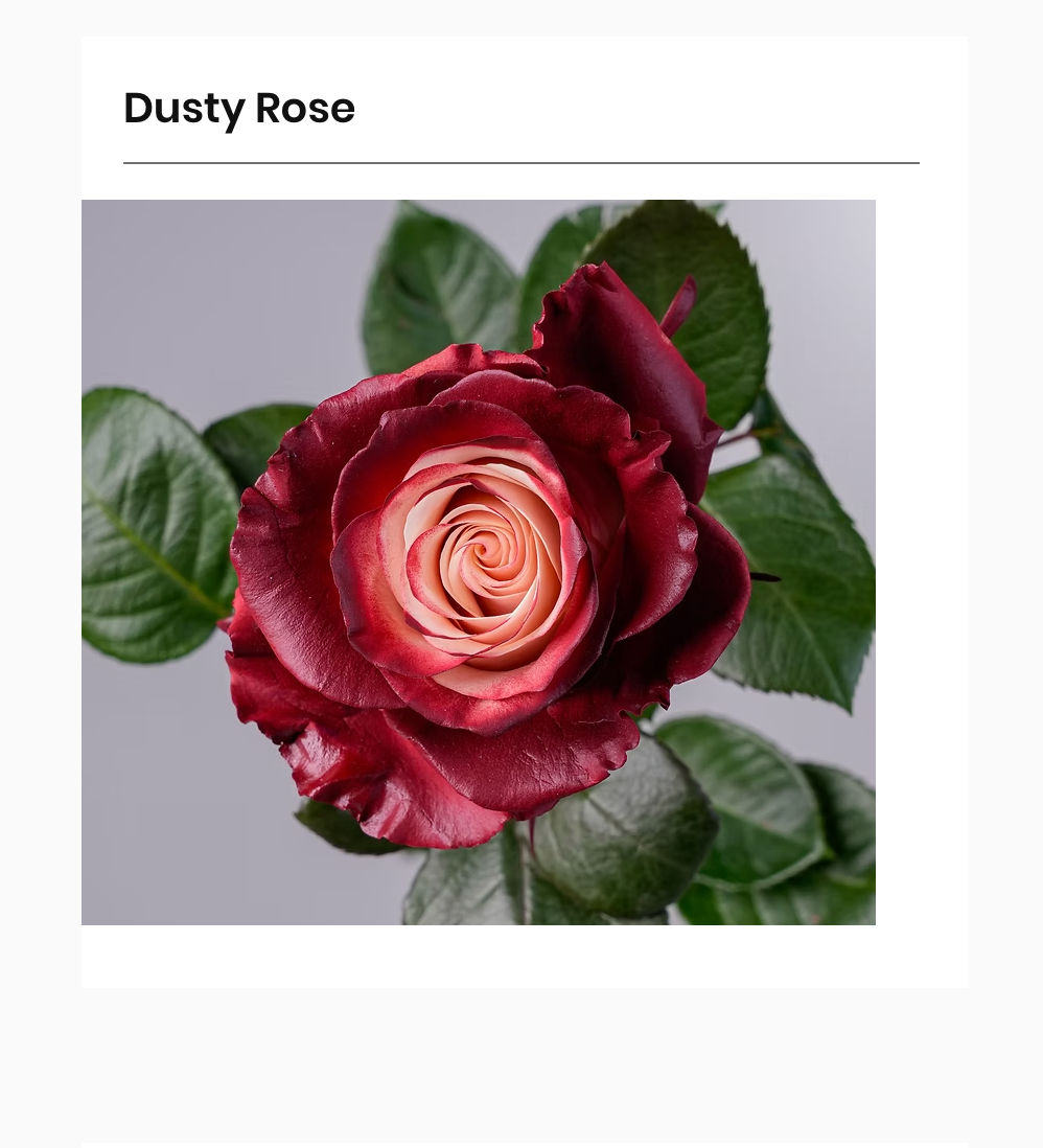 2026 Valentine's Day Dusty Roses 19 Stems - 2026 | Flower Delivery