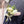 Groom's boutonniere - 新郎胸花