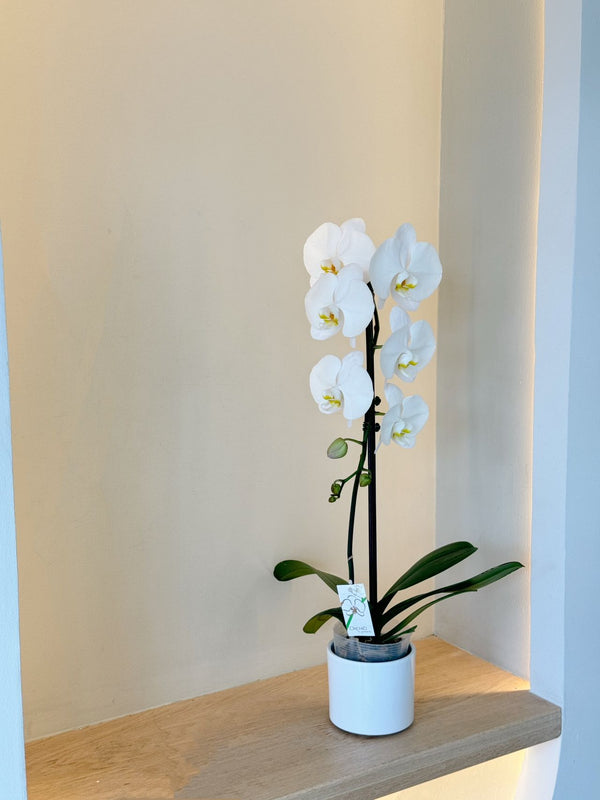 Phalaenopsis Orchid - 蝶舞兰花