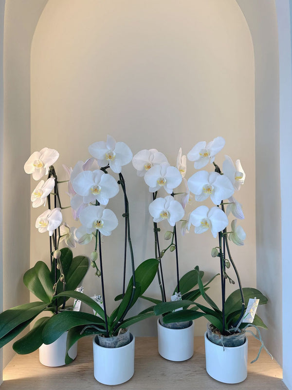 Phalaenopsis Orchid - 蝶舞兰花