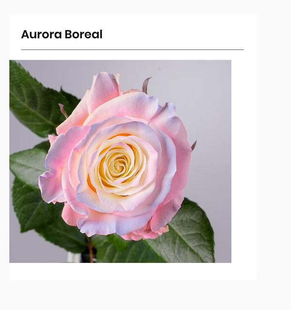 2026 Valentine's Day Aurora Boreal 19 Stems - 2026