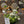 Centrepiece Classic White Spring Olive Green 12 inches