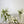 Olive Green Wedding Package - 橄榄轻语婚礼套餐