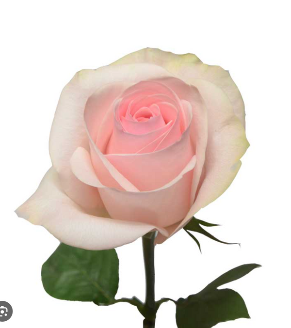 2026 Valentine's Day Classic Pink Roses 19 Stems - 2026