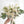 2026 Promotion Floral Package Classic Garden White  -经典白绿