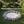 Circular Stage Flower Rental