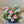Rosy Morning Garden