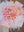 2026 Valentine's Day Lavish Pink- 2026