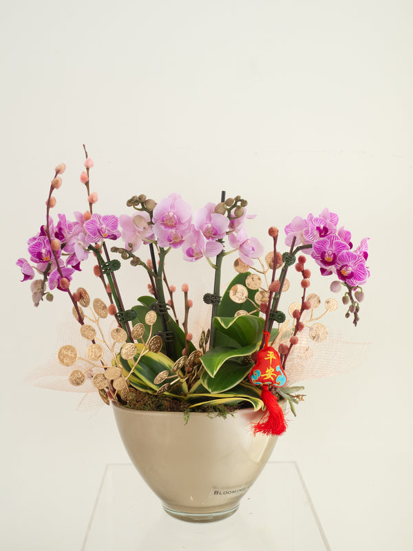 New Year Fresh Flower Arrangement Spring Orchid - 新年鲜花 年花 金韵兰香