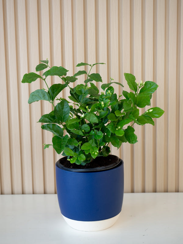 Mother's Day Garden Jasmine
