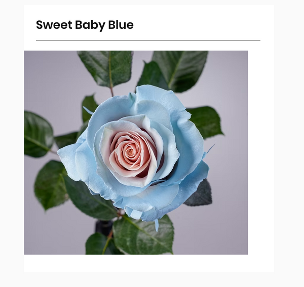 2026 Valentine's Day Sweet Baby Blue 19 Stems - 2026