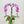 Orchid Arrangement Two Stems