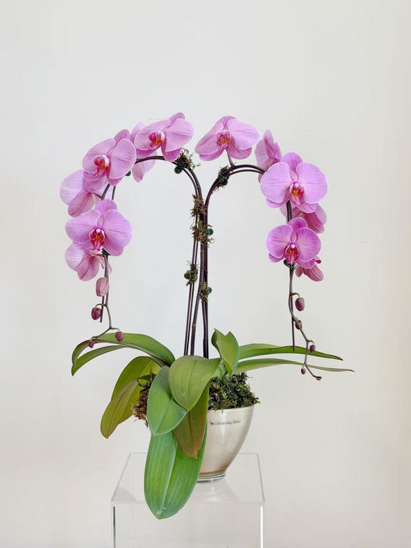 Orchid Arrangement Two Stems