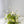 Centrepiece Classic White Spring Olive Green 12 inches