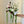 Bride's Bouquet Burgundy & Olive Green