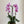 Orchid Arrangement Two Stems