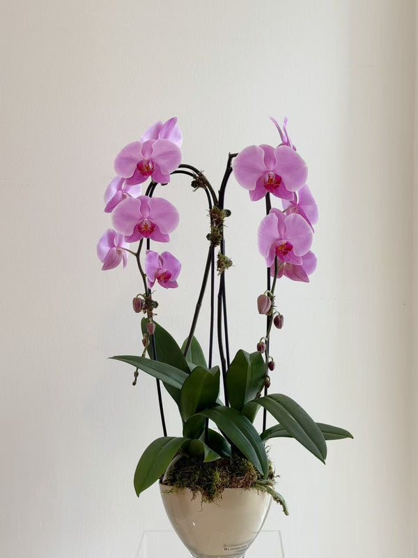 Mother‘s Day Orchid Arrangement Two Stems