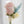 Bride's bouquet Baby Blue Blush