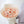 Apricot Austin Garden