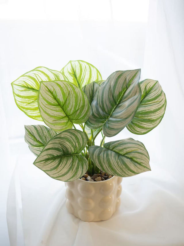 Striped Harmony - 条纹叶律仿真绿植