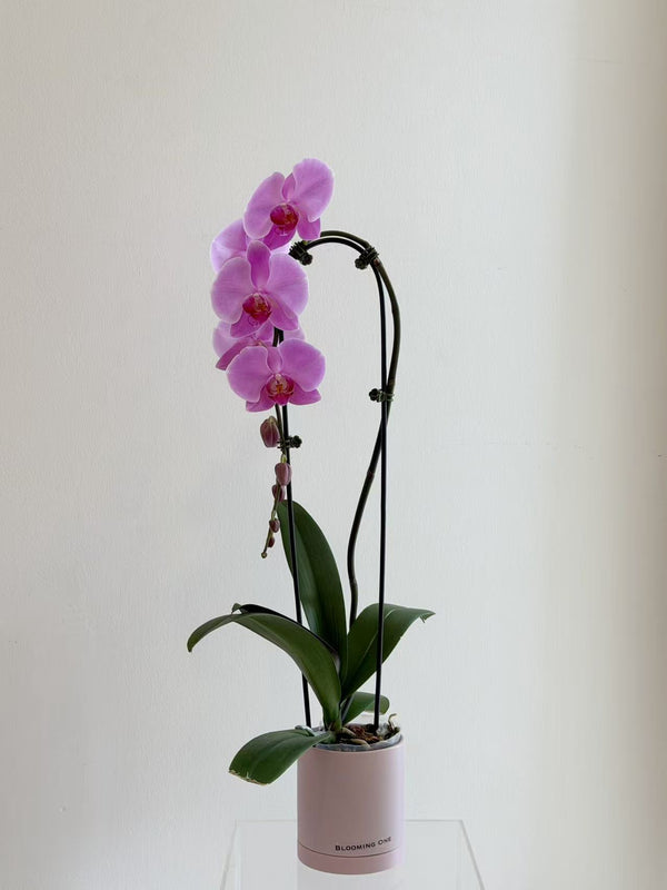 Mother‘s Day Orchid Arrangement One Stem