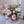 Rosy Morning Garden
