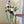 Bride's Bouquet Burgundy & Olive Green